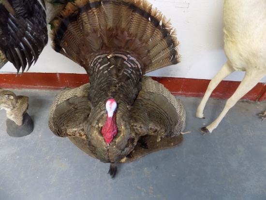 Wild Turkey Full Body Mount