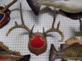 Antler Mount