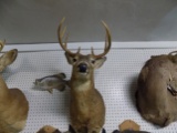 Whitetail Deer Shoulder Mount