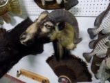 Bighorn Sheep Shoulder Mount