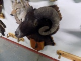 Bighorn Sheep Shoulder Mount