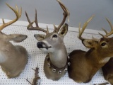 Whitetail Deer Shoulder Mount