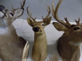 Whitetail Deer Shoulder Mount