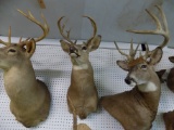 Whitetail Deer Shoulder Mount