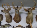 Whitetail Deer Shoulder Mount