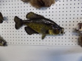 Large Black Crappie Mount