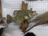 White Crappie Mount on Wood