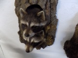 2 Racoon Face Mounts on Wood