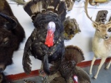 Wild Turkey Full Body Mount