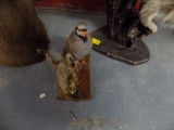 Gray Partridge Full Body Mount