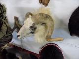 Bighorn Sheep Shoulder Mount