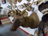 Elk Shoulder Mount