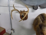 Antler Mount