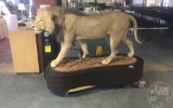 TAXIDERMIED MALE LION ON BASE, CONDITION: EXCELLENT