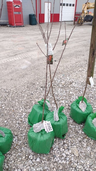 APPLE TREE HONEY CRISP, BAG