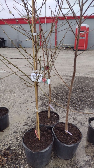 PLUM TREE, METHLEY #7