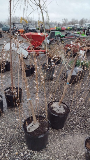 CHERRY, WEEPING SNOW FOUNTAIN #7-SHORT GRAFT