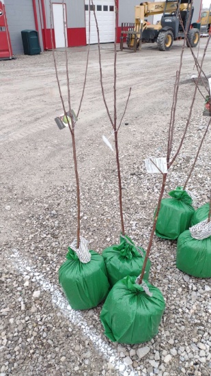 APPLE TREE GRANNY SMITH, BAG