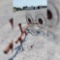 ROW INVERTER