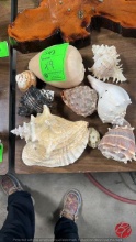 Collection Of Large Natural Seashells