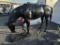 ALUMINUM HORSE STATUE