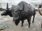 ALUMINUM BUFFALO YARD DECOR
