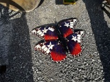 LOT OF (2) METAL BUTTERFLIES