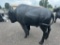 WILD BUFFALO STATUE