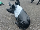LARGE PIG YARD DECOR