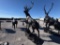 MOUTAIN ELK STATUE