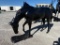 GRAZING HORSE STATUE