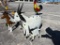 METAL GOAT FAMILY DECOR