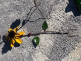 SPINNING SUNFLOWER YARD DECOR