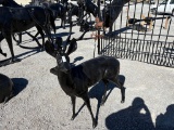 SMALL BUCK STATUE