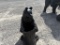 STANDING BEAR CUB STATUE