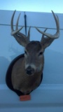 4 x 4 Deer Mount