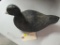 1950's Coot Decoy