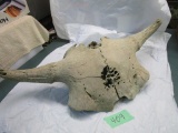 Ancient Buffalo Skull Cap from River Bed