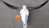Longhorn Steer Skull 48