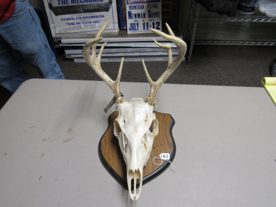 Mounted Deer Skull and Horns