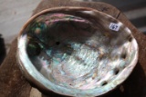 Large Abalone Shell