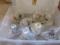 8 Assorted Gold Handle Teacups with floral print, plates