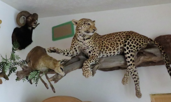 Cheetah and Africian Deer Mount