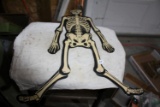 USA Halloween Cat - Skeleton