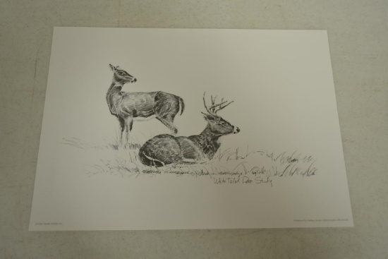White Tail Deer Study - Redlin