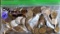 156 Wheats from the Teens