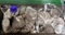 100 Silver Washington Quarters