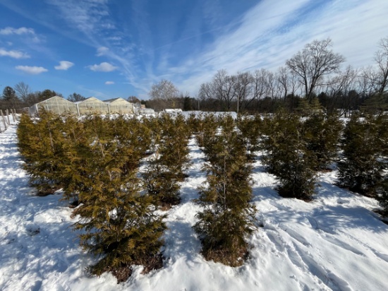 {Each} Thuja Green Giant Arborvitae