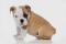 Baby English Bulldog' Photographic Print on Wrapped Canvas 12