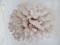 PIECE OF WHITE CORAL (VERY FRAGILE)